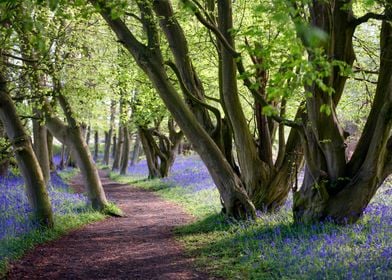 Magical Path of Bluebells