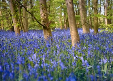 Amazing Bluebells