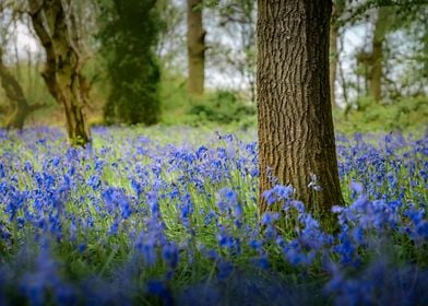 Blue Bells Dance