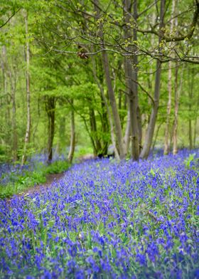 Carpet of Blue Bells