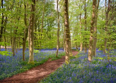 Woodland of Bluebells