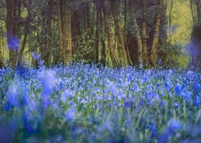 Pretty Blue Bells