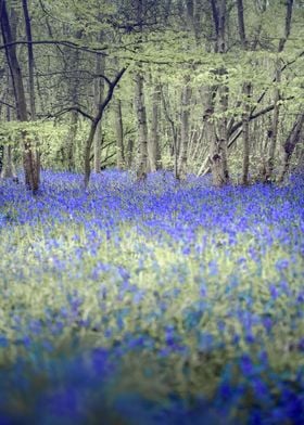 Forest Flowers