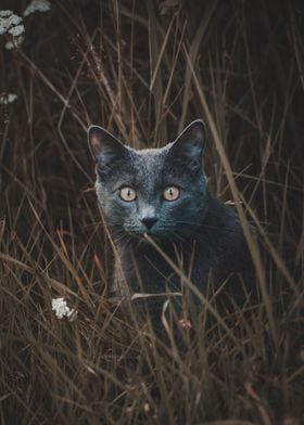Outdoors Cat 2