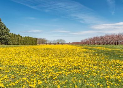 Yellow Dandelion Field