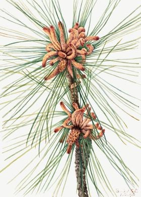 Loblolly Pine