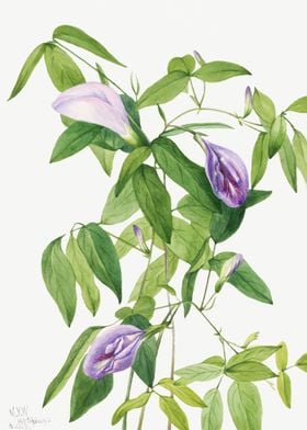 Butterfly Pea