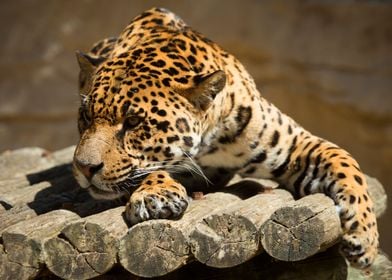 Jaguar