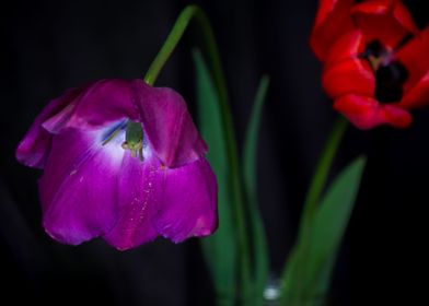 Purple and red tulip art