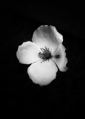 White poppy