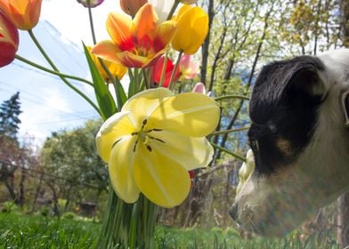 Cute Dog With Flowers