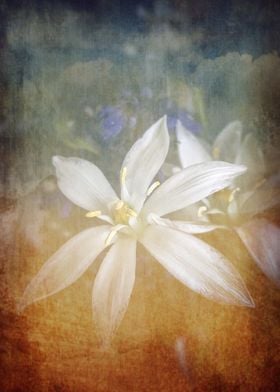 Vintagewhite  wildflower