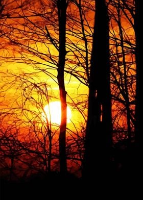 Trees and Sunset 9