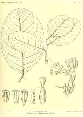 Cyathocalyx obtusifolius