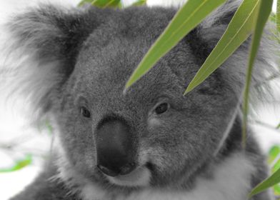 Koala Baer Face A ck