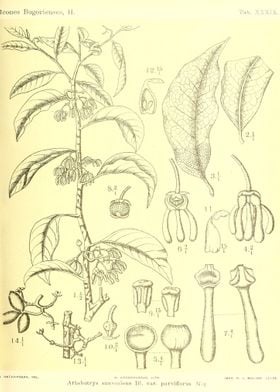 Artabotrys suaveolens