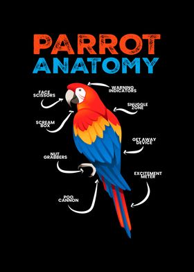 Parrot Anatomy