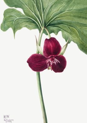 Sweet Trillium