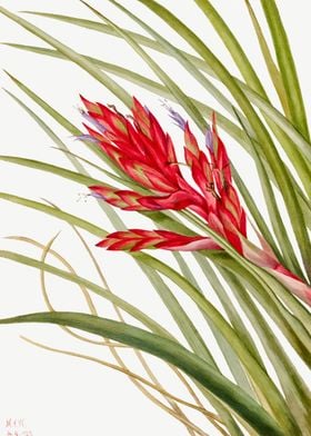 Quill Leaf Tillandsia