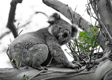Cute Koala ck