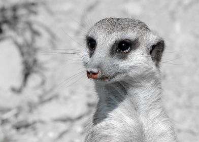 Meerkat Portrait ck
