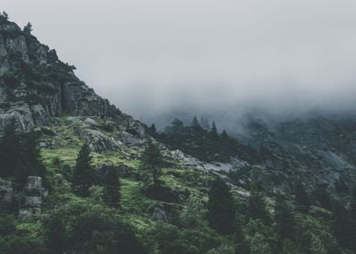 Green trees mountain fog