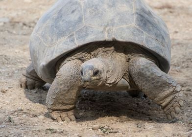 cute turtles rest at sun 