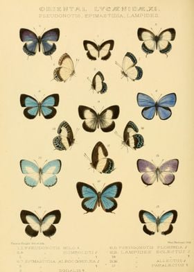 Butterfly Vintage 