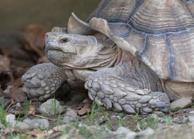 cute turtles rest at sun 