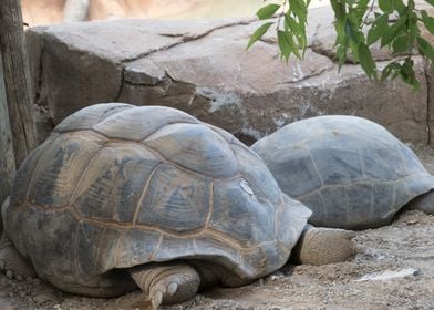 cute turtles rest at sun 