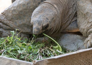 cute turtles rest at sun 