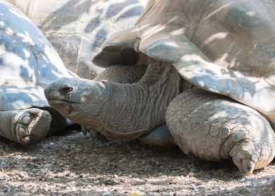 cute turtles rest at sun 