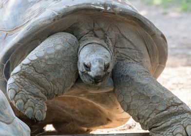 cute turtles rest at sun 