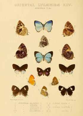 ORIENTAL LYCAENIDAE