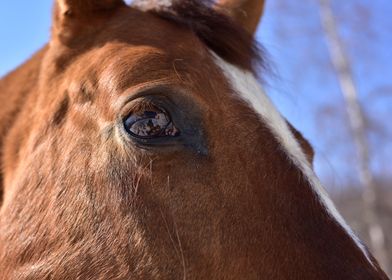 Horse Eye