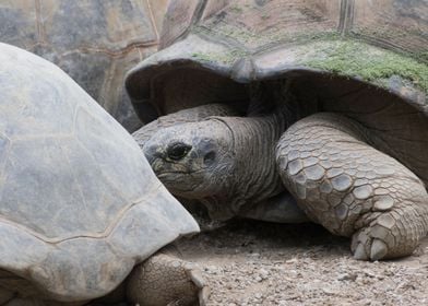 cute turtles rest at sun 