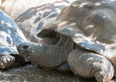 cute turtles rest at sun 