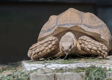 cute turtles rest at sun 