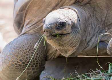 cute turtles rest at sun 