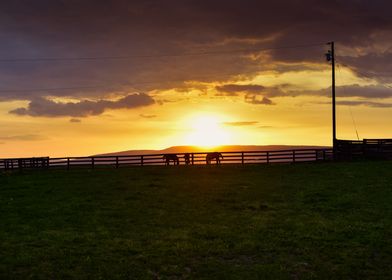 Yearlings at Sunset