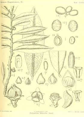 Polyalthia Littoralis