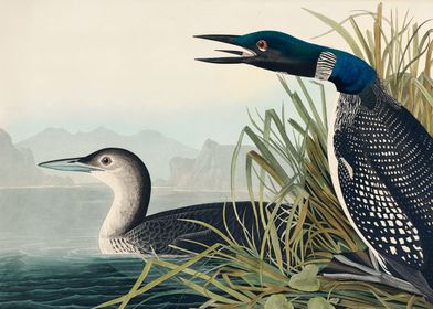 Great Northern Diver