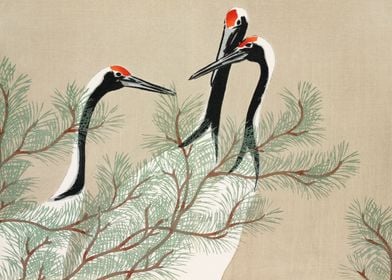 Redcrowned cranes vintage