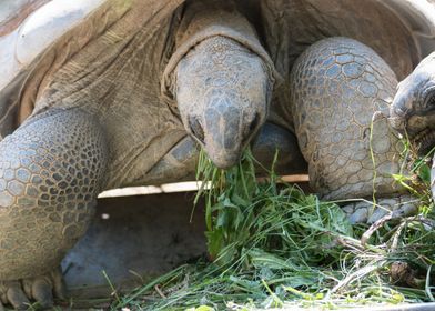 cute turtles rest at sun 