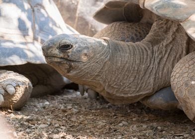 cute turtles rest at sun 