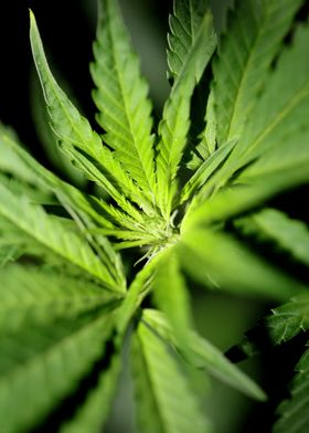 Weed leaves background