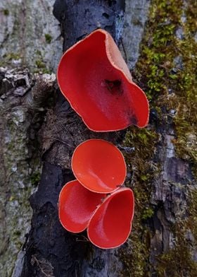 Tree mushrooms