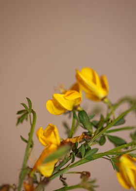 Spartium jenceum close up