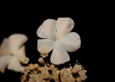Viburnum flower blossoming