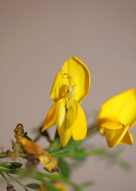 Spartium jenceum close up